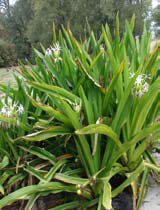 Crinum asiaticum