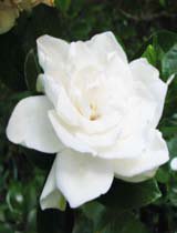 Gardenia jasminoides