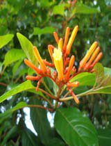 Hamelia patens