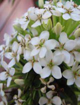 Ixora chinensis white