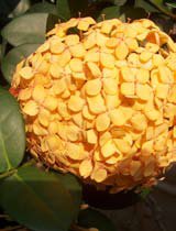 Ixora chinensis yellow