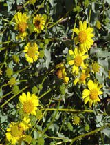 Encelia farinosa