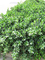 Ficus green island