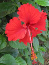Hibiscus rosa sinensis