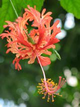 Hibiscus schizopetalus