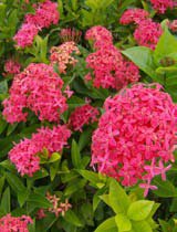 Ixora coccinea pink