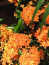 Ixora coccinea orange