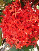 Ixora chinensis red