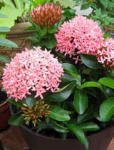 Ixora chinensis pink