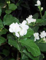 Jasminum sambac