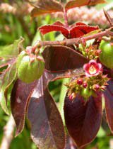 Jatropha gossypifoila