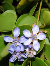 Lignum vitae