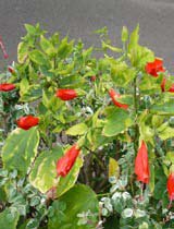 Malvaviscus arboreus