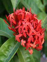 Ixora coccinea red
