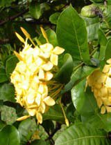 Ixora coccinea yellow