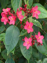 Jatropha integerrima