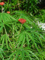 Jatropha multifida