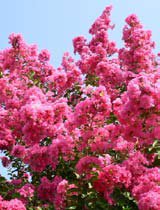 Lagerstroemia indica