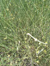 Leptadenia pyrotechnica
