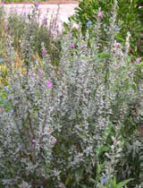 Leucophyllum frutescens