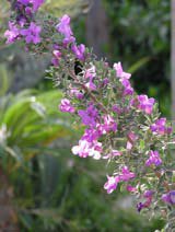 Leucophyllum green cloud