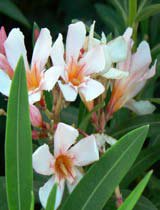 Nerium oleander petite pink
