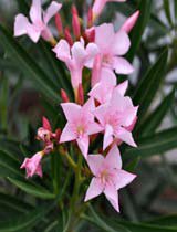 Nerium oleander pink