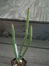 Padilanthus macrocarpus