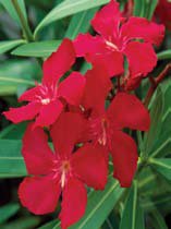 Nerium oleander red
