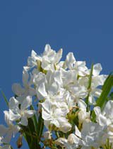 Nerium oleander white