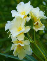Nerium oleander yellow