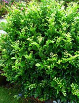 Murraya paniculata
