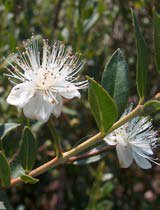 Myrtus communis