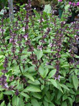 Ocimum basilicum