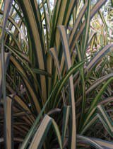 Pandanus baptistii