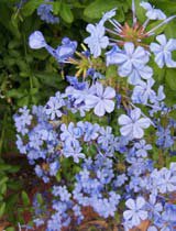 Plumbago capansis
