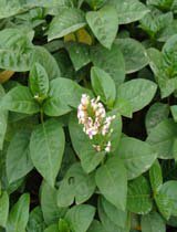Pseuderanthemum reticulatum