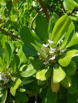 Scaevola frutescens