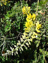 Sophora tomentosa