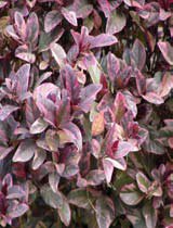 Pseuderanthemum atropurpureum variegatum