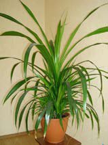 Pandanus tectorius
