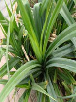 Pandanus veitchii