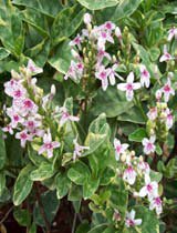 Pseuderanthemum atropurpureum