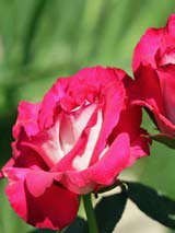 Rose grandiflora