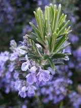 Rosmarinus officinalis