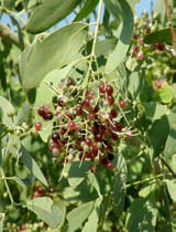 Salvadora persica
