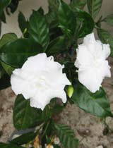 Tabernaemontana corymbosa