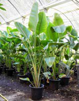 Strelitzia nicolai