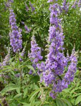 Vitex agnus-castus