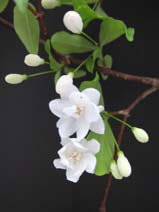 Wrightia religiosa